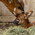 The John Ball Zoo’s animal ‘baby boom’